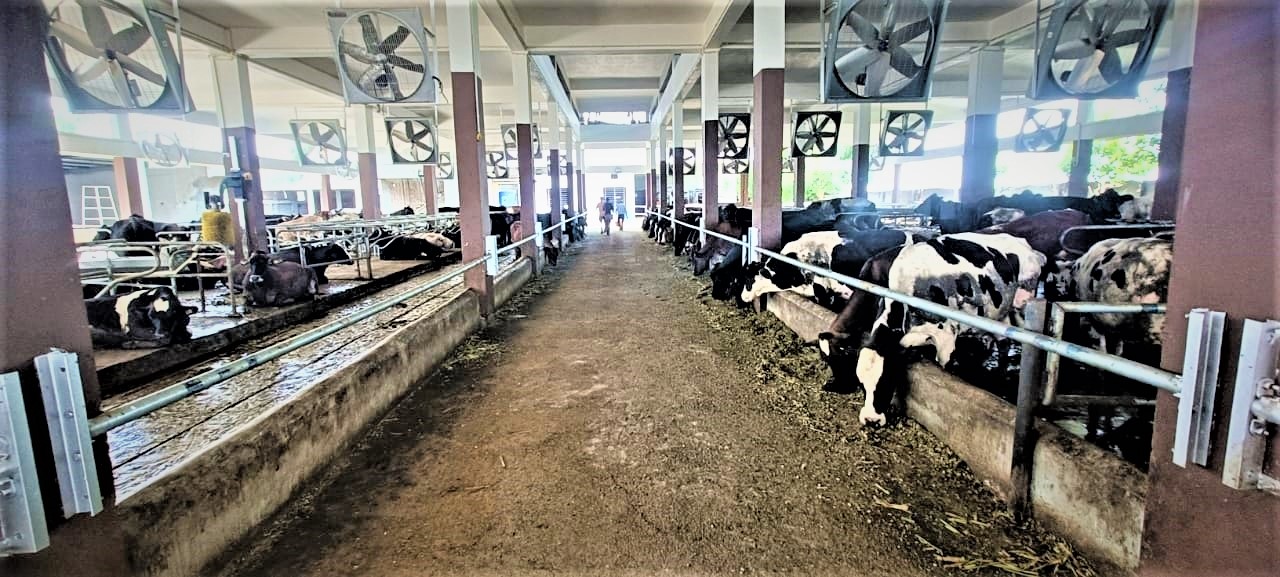 SS dairy Farm